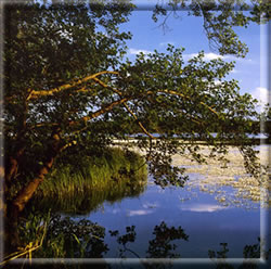Dreifelder Weiher (Westerwald)  Fotograf: Franc Gornik Hachenburg Tel.: 02662 7474